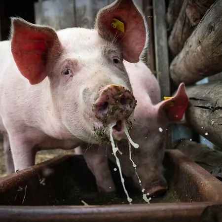 Tatil Evi Im Dorf Goldegg