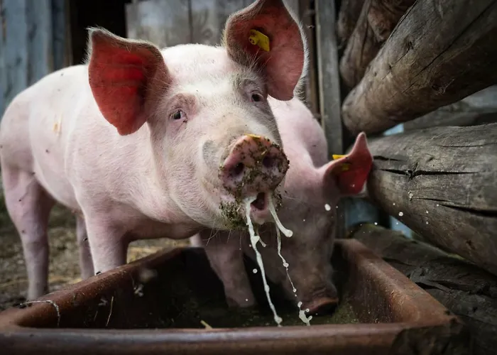 Holiday home Im Dorf Goldegg